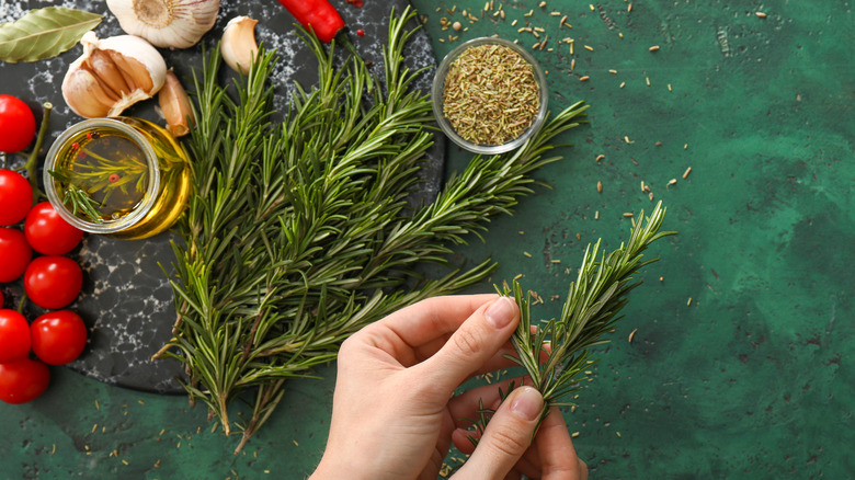 Rosemary, garlic, tomatoes on green background