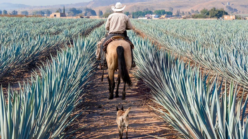 Agave fields