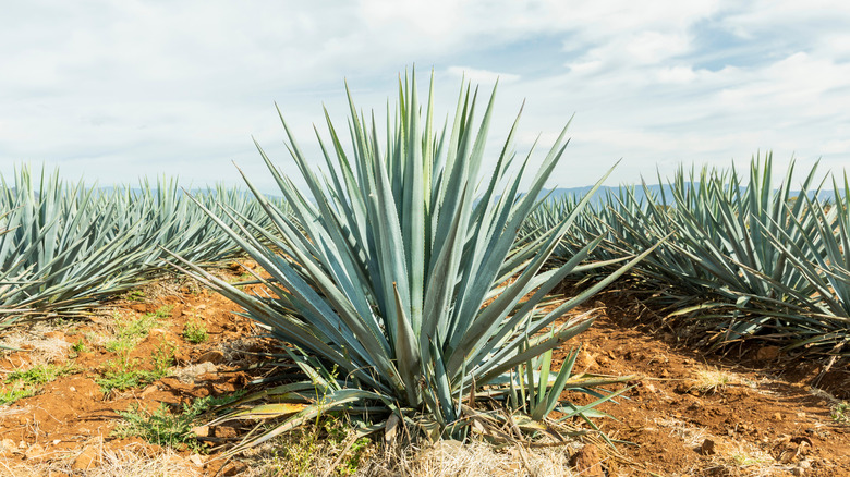 rows of agave plants