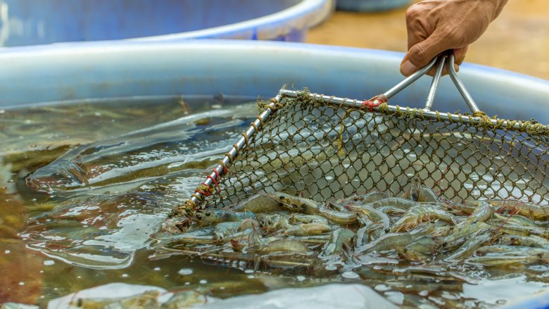 Farmed shrimp