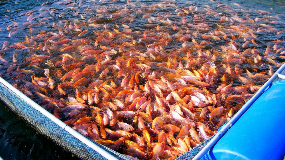 Tilapia culture